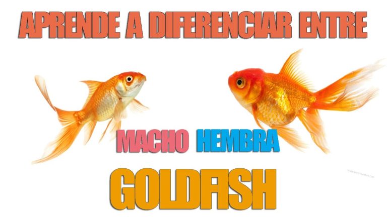 Como saber si tu goldfish es macho o hembra