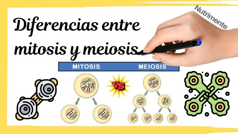 Diferencia entre mitosis y meiosis