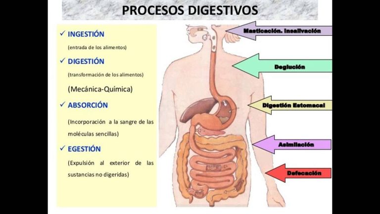 Proceso de la digestion mecanico y quimico