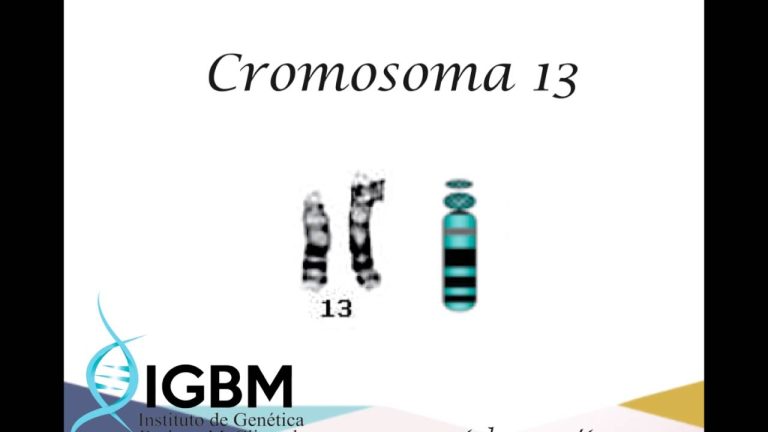 Cuantos pares de cromosomas tenemos los humanos