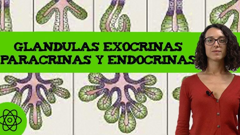 Glandulas endocrinas y exocrinas