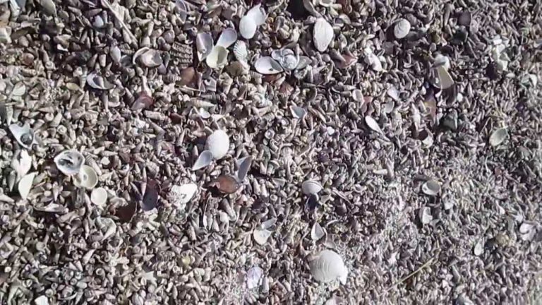 Tipos de conchas de playa