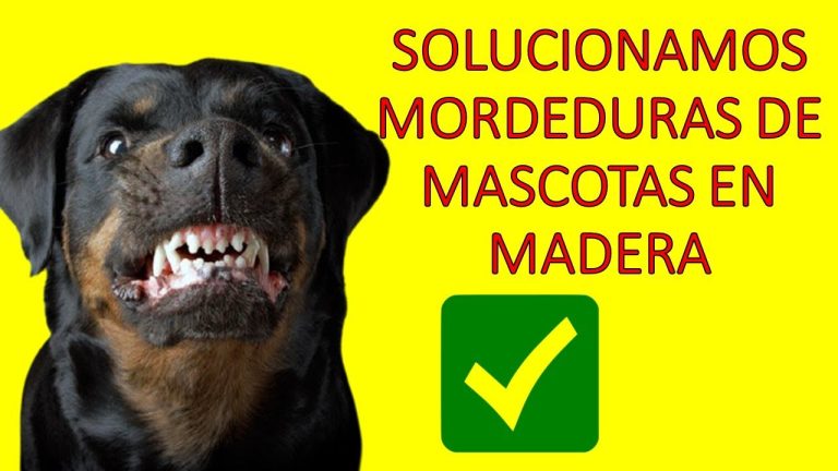Como reparar madera mordida por perro