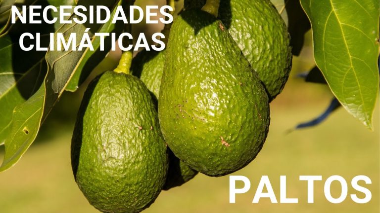 Clima para el aguacate hass